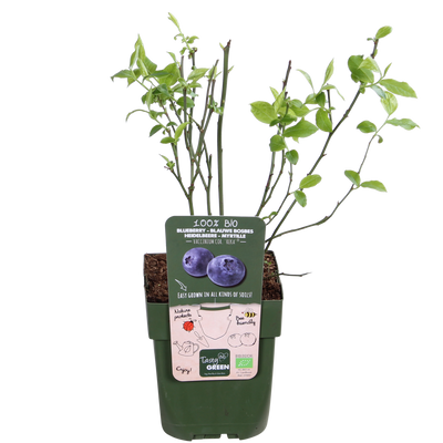 5x Reka Blaubeeren, 45cm, Bio, Ø13 Topf