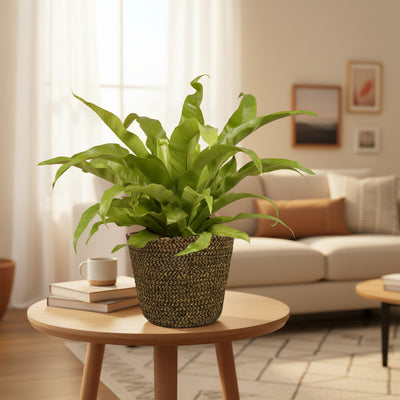 Asplenium Antiquum - Ø17cm - ↕45cm + Selin Pot D18x16cm - Schwarz