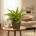 Asplenium Antiquum - Ø17cm - ↕45cm + Selin Pot D18x16cm - Schwarz Bild 2