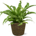 Asplenium Antiquum - Ø17cm - ↕45cm + Selin Pot D18x16cm - Schwarz Bild 1
