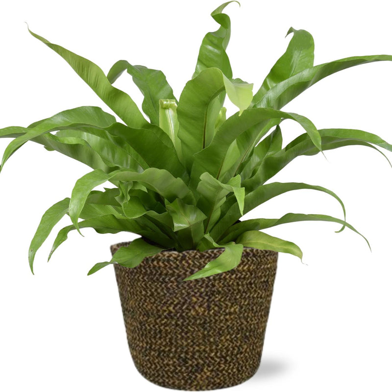 Asplenium Antiquum - Ø17cm - ↕45cm + Selin Pot D18x16cm - Schwarz