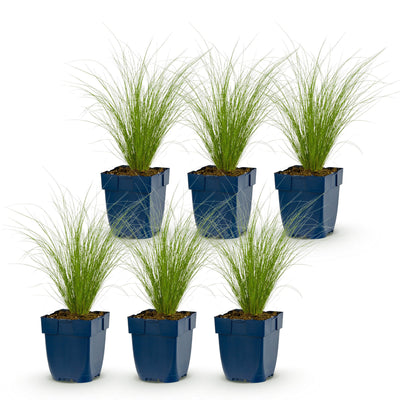 Green boutiQ - Grasses - Stipa tenuissima Ponytails - Feather Grass - Evergreen - Green - 6 Plants - 11cm Pot - 15-25cm Height