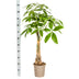 Pachira Aquatica: Elegant Money Tree in Basket (Ø21cm, 90-110cm) Bild 5