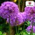 Allium Globemaster - 5 Stück Zwiebeln für prächtige Blüten Bild 1