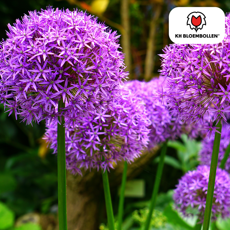 Allium Globemaster - 5 Stück Zwiebeln für prächtige Blüten