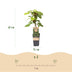 Kiwiberry 'Weiki' (male) – Red/Purple Fruits, 15cm pot Bild 3