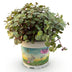 Green boutiQ Calissia Repens Turtle Vine, Pet Friendly, 12cm Pot Bild 2