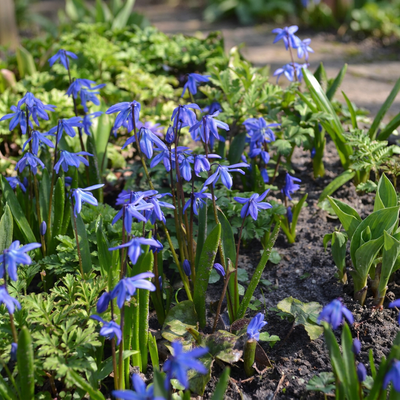 400x Sibirischer Blaustern (Scilla Siberica) - Naturgarten Zwiebeln