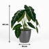 Alocasia Frydek Elefantenohr – pflegeleicht, 60cm hoch, Topf 19cm Bild 3