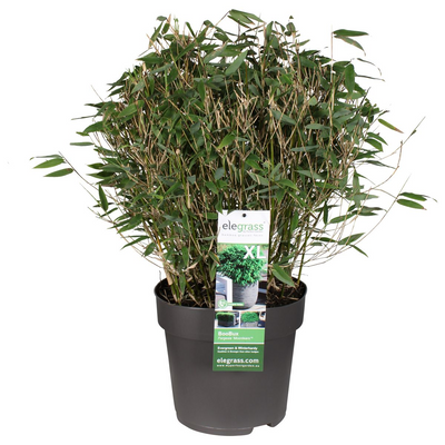 Fargesia 'Moontears' Boobux Bambus - Ø29cm - ↕70cm