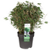 Fargesia 'Moontears' Boobux Bambus - Ø29cm - ↕70cm Bild 2