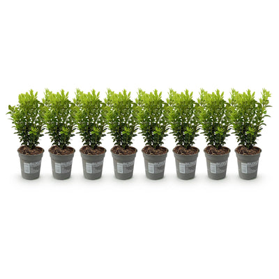 GreenboutiQ Buxus Heckenpflanzen, 8er Set, 1m Breite, Immergrün