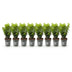 GreenboutiQ Buxus Heckenpflanzen, 8er Set, 1m Breite, Immergrün Bild 2