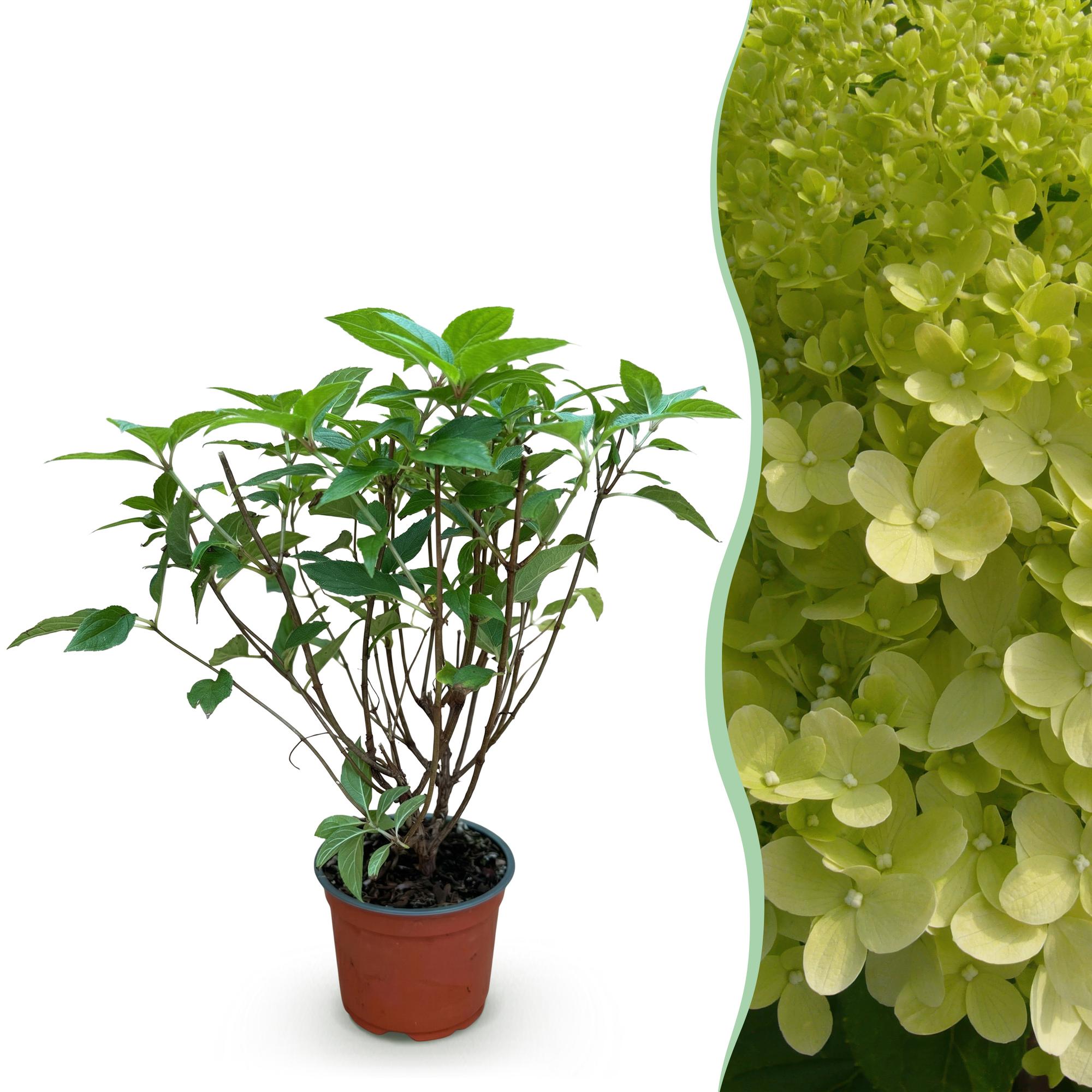Green boutiQ - Gartenpflanze - Hydrangea panniculata Limelight - Rispenhortensie - Winterhart - Limettengrün - 1 Pflanze - Topf 12cm - Höhe 20-30cm