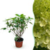 Hydrangea Limelight Panicle Hydrangea - Hardy & Long-lasting Bild 1