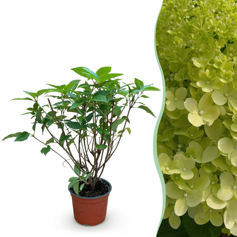 Hydrangea Limelight Panicle Hydrangea - Hardy & Long-lasting