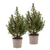 2x Picea glauca Conica - Zuckerhutfichte - Grün - Weihnachtsbaum - Ø13cm - ↕45cm Bild 2