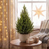 2x Picea glauca Conica - Zuckerhutfichte - Grün - Weihnachtsbaum - Ø19cm - ↕65cm Bild 3