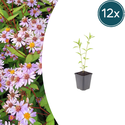 12x Kalimeris 'Blue Star' - Blaue Sternblume für Ihren Garten