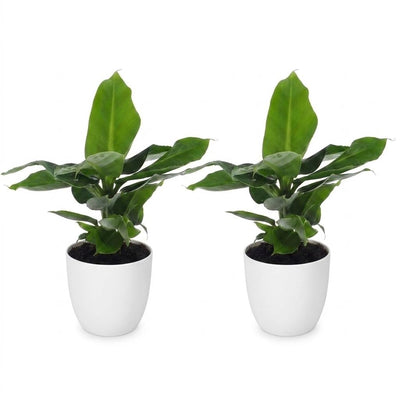 Green boutiQ - Musa Oriental Dwarf - Oriental Dwarf Banana - 2 plants - with white pot - pot 12cm - height - 30cm