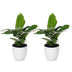 Green boutiQ - Musa Oriental Dwarf - Orientalische Zwergbanane - 2 Pflanzen - mit Weißem Topf - Topf 12cm - Höhe - 30cm Bild 2