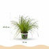 Green boutiQ Cyperus alternifolius Zumula Topf 12cm 4 Pflanzen Bild 3