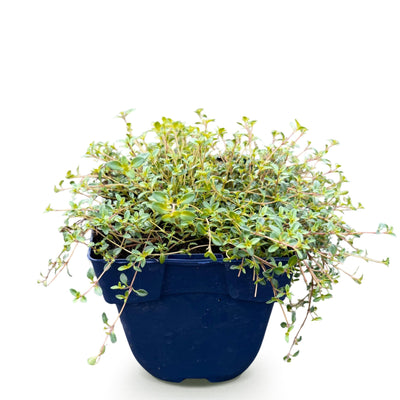Green boutiQ - Perennials - Thymus praecox Minor - Creeping Thyme - Fragrant - Pink - 1 Plant - Pot 11cm - Height 15-25cm
