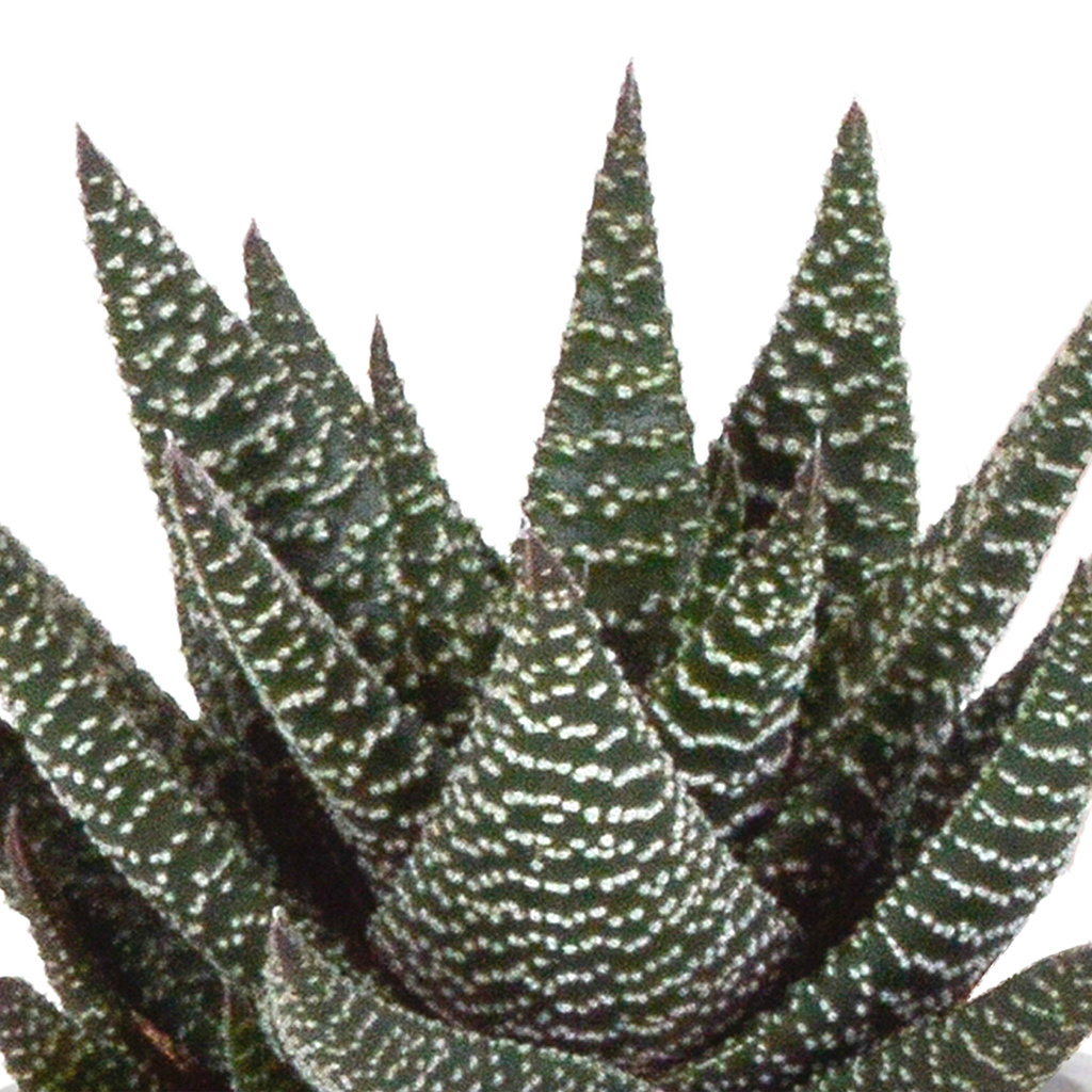 Gasteria/Haworthia-Mischung 8,5cm - 3x - in terracotta pot