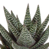 Gasteria/Haworthia Mischung 8,5cm - 3 Pflanzen im Terrakottatopf Bild 5