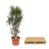 Dracaena Marginata branched - 220 cm - Ø40 cm - Exotic Houseplant Bild 4