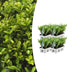 4 x 6er Pack Ilex crenata 'Jenny' - Ø7cm - ↕15cm Bild 1