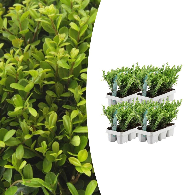 4 x 6er Pack Ilex crenata 'Jenny' - Ø7cm - ↕15cm