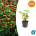 60x Hypericum inodorum 'Beauty' - ↕10-25cm - Ø9cm Bild 1