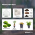 Bottle Garden Dome XL: Ficus Ginseng Bonsai DIY Kit, 30cm Bild 3