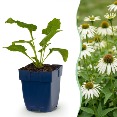 Green boutiQ - Stauden - Echinacea purp. Alba - Sonnenhut - Bienen- und Schmetterlingszieher - Weiß - 24 Pflanzen - Topf 11cm - Höhe 15-25cm