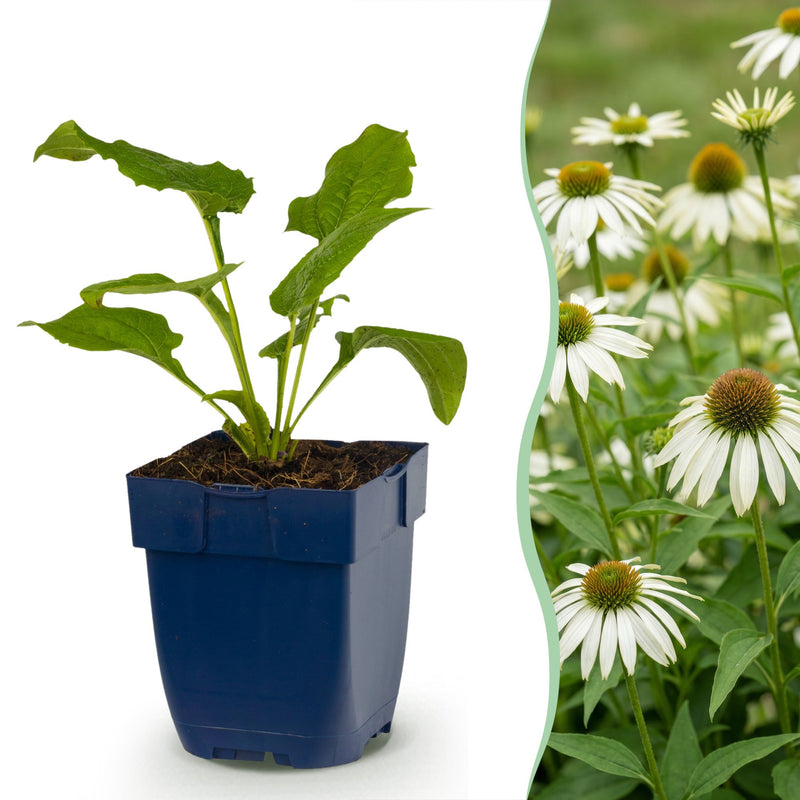 Green boutiQ - Stauden - Echinacea purp. Alba - Sonnenhut - Bienen- und Schmetterlingszieher - Weiß - 24 Pflanzen - Topf 11cm - Höhe 15-25cm
