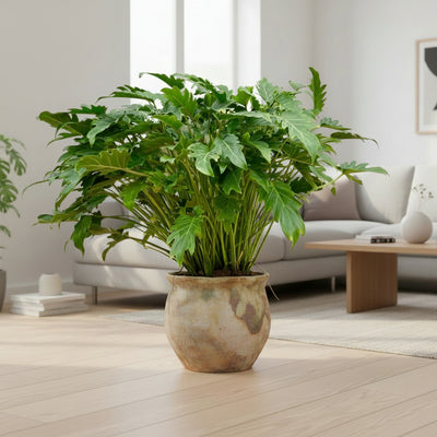 Philodendron Xanadu - 100 cm - Ø35