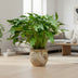 Philodendron Xanadu 80 cm: Tropische Eleganz für Ihr Zuhause Bild 2