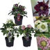 Helleborus Specials - 3 x Ø 14 cm - ↨ 25 cm Bild 1