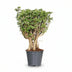 Polyscias Hawaiiana Ming Gold Bonsai - Ø14cm, ↕40cm Bild 1