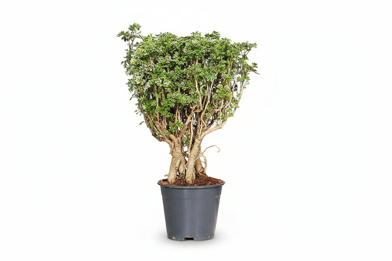 Dracaena surculosa