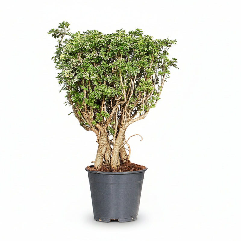 Polyscias Hawaiiana Ming Gold Bonsai - Ø14cm, ↕40cm