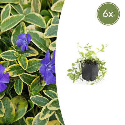 6x Vinca minor 'Aureovariegata' - ↕10-25cm - Ø9cm