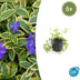 6x Vinca minor 'Aureovariegata' - ↕10-25cm - Ø9cm Bild 1