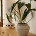 Künstliche Alocasia Pflanze, 80cm - Tropisches Flair ohne Pflege Bild 3