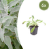 6x Woll-Ziest 'Eselsohren' (Stachys byzantina) - 10-25cm Bild 1