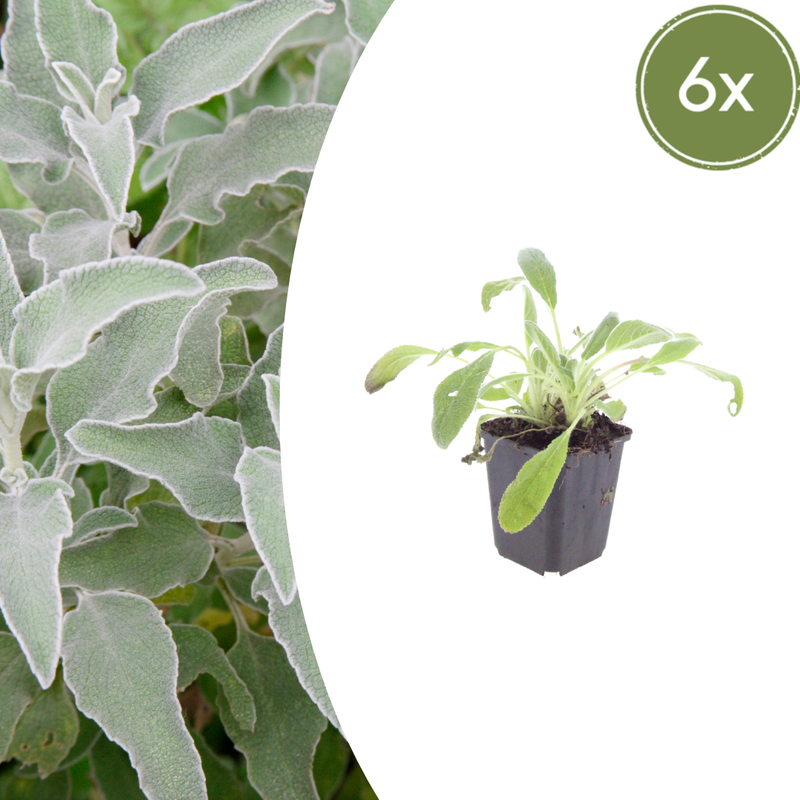 6x Woll-Ziest 'Eselsohren' (Stachys byzantina) - 10-25cm