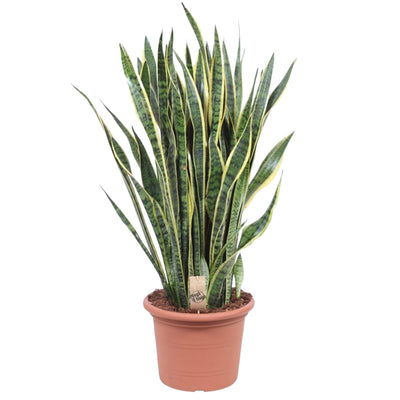 Sansevieria Laurentii, 100 cm, Grün mit gelbem Rand