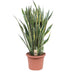 Sansevieria Laurentii, 100 cm, Grün mit gelbem Rand Bild 1