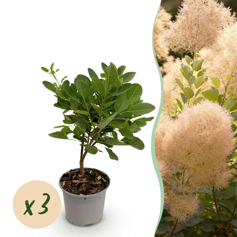 Cotinus coggygria Young Lady - 3x Zierstrauch im 12cm Topf